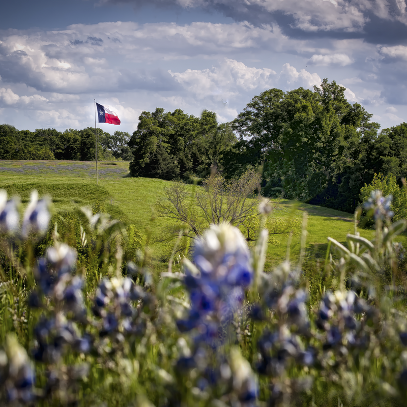 Texas Bluebonnets