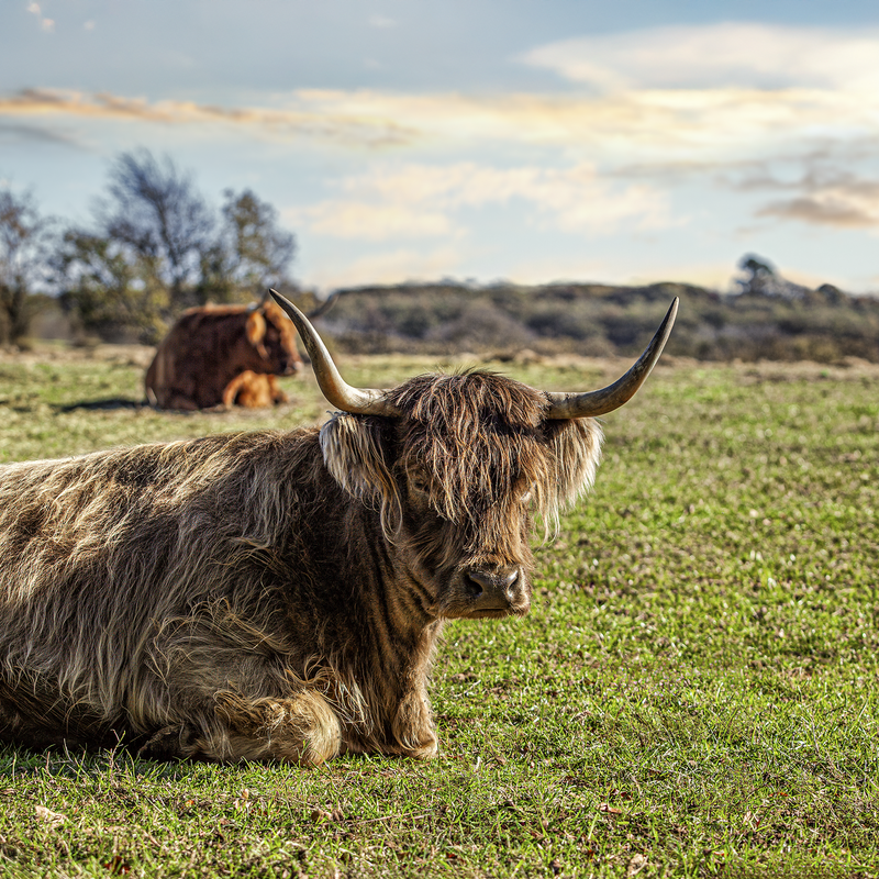 Highland Resting