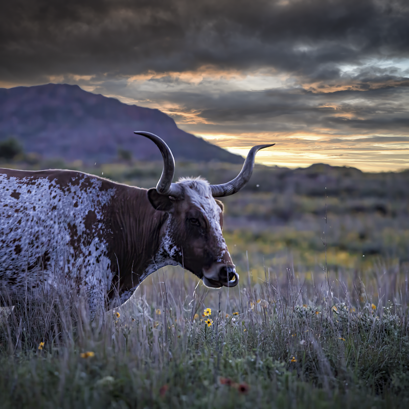 Longhorn Sunset
