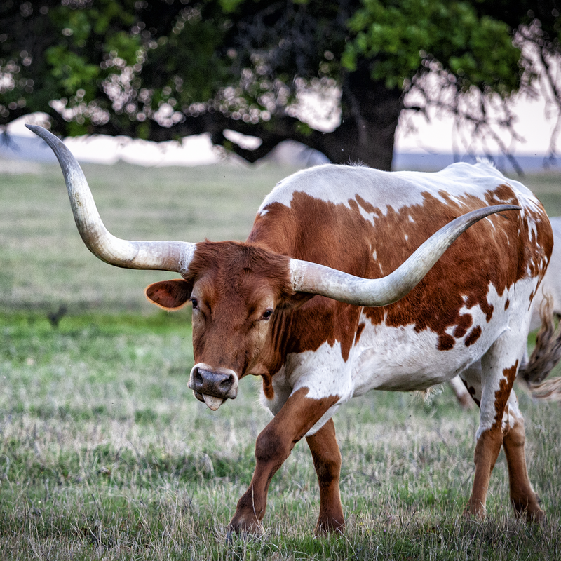 Longhorn Walking