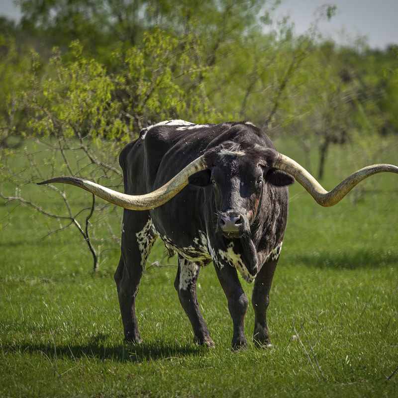 Perfect W Horns