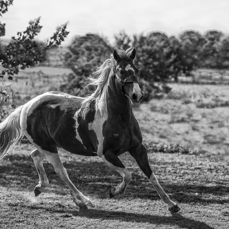 Pretty Boy Running