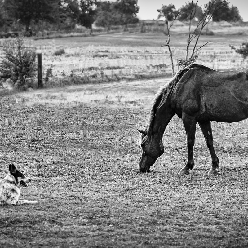 Watching over her Herd
