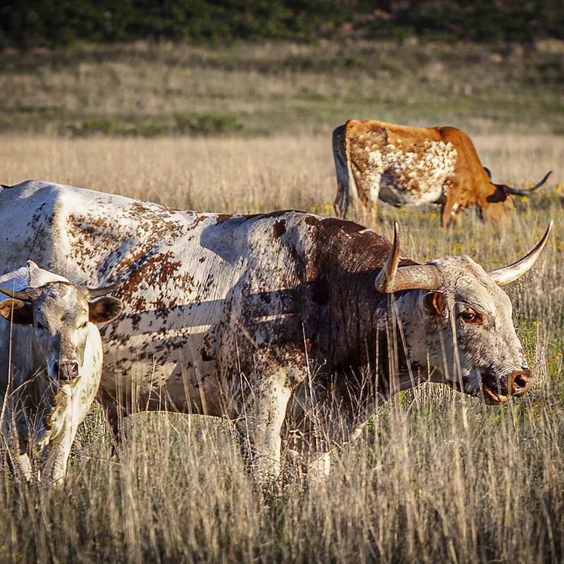 Wild Flowers and Longhorns