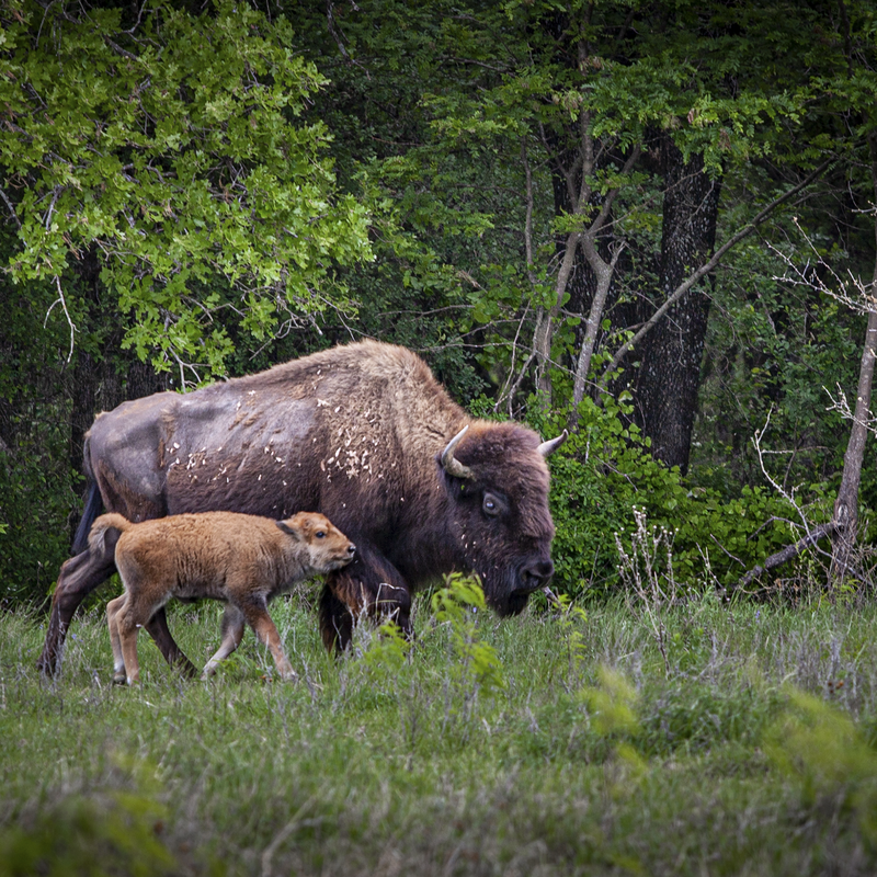 A Mother and her Calf