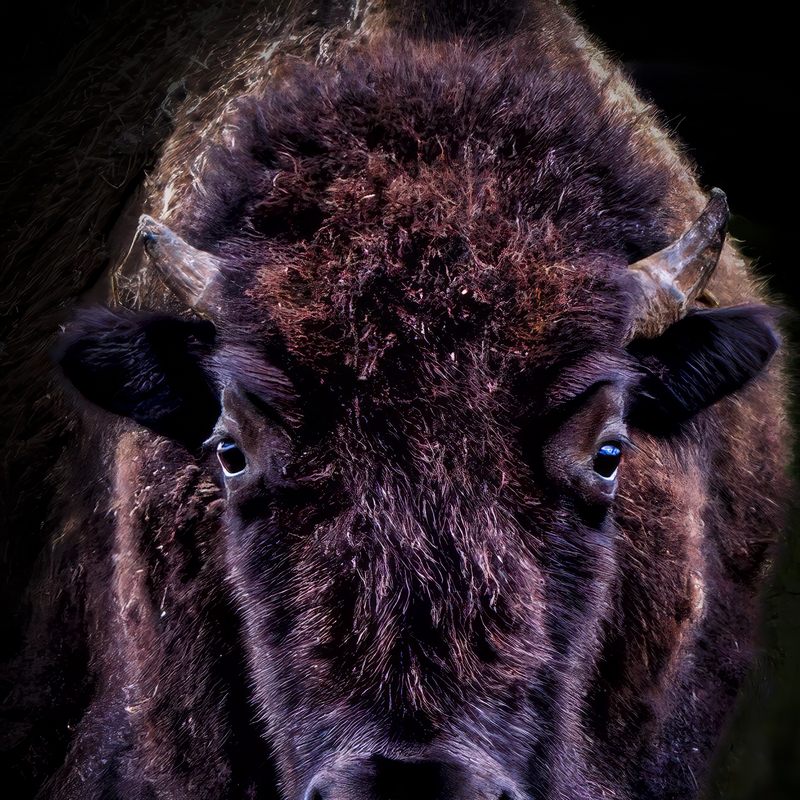 American Bison