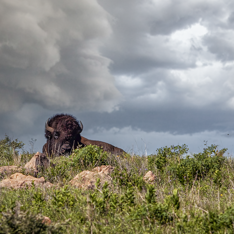 Bison in a Storm